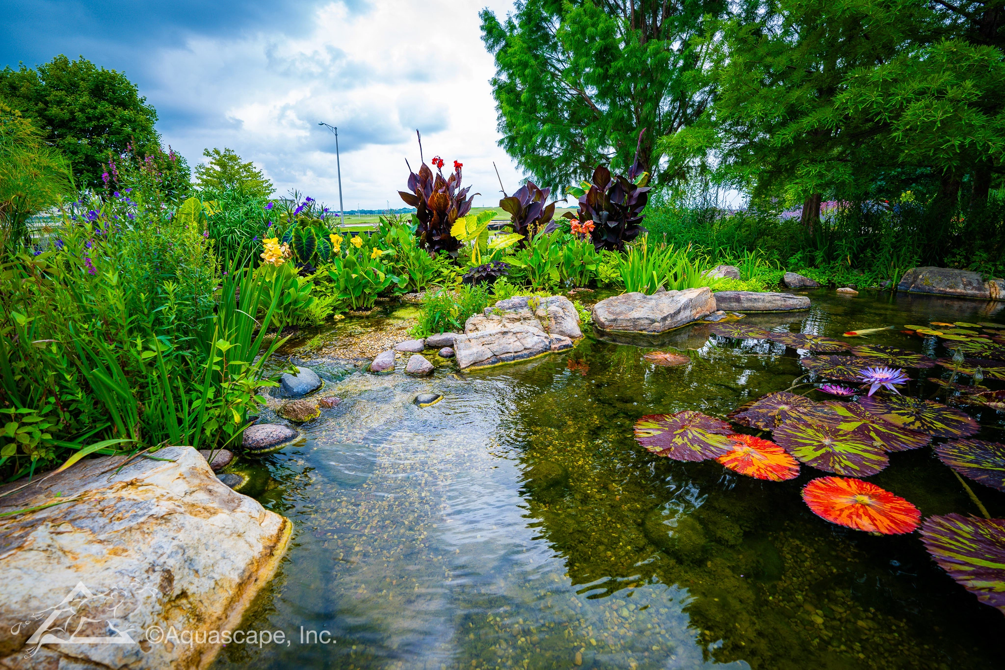 Summer ecosystem pond with colorful aquatic plants in Apple Valley Minnesota