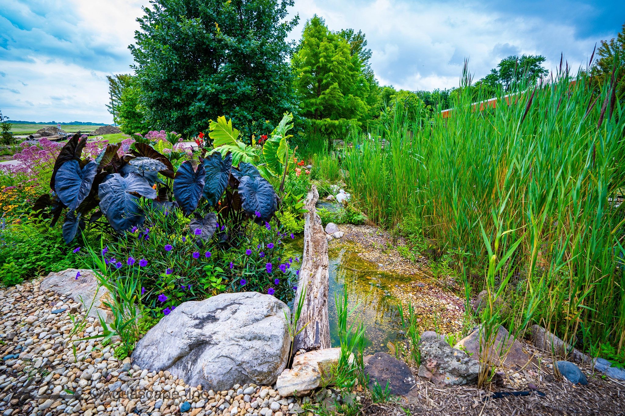 Ecosystem pond with lush tropical-style aquatic plantings in Belle Plaine Minnesota