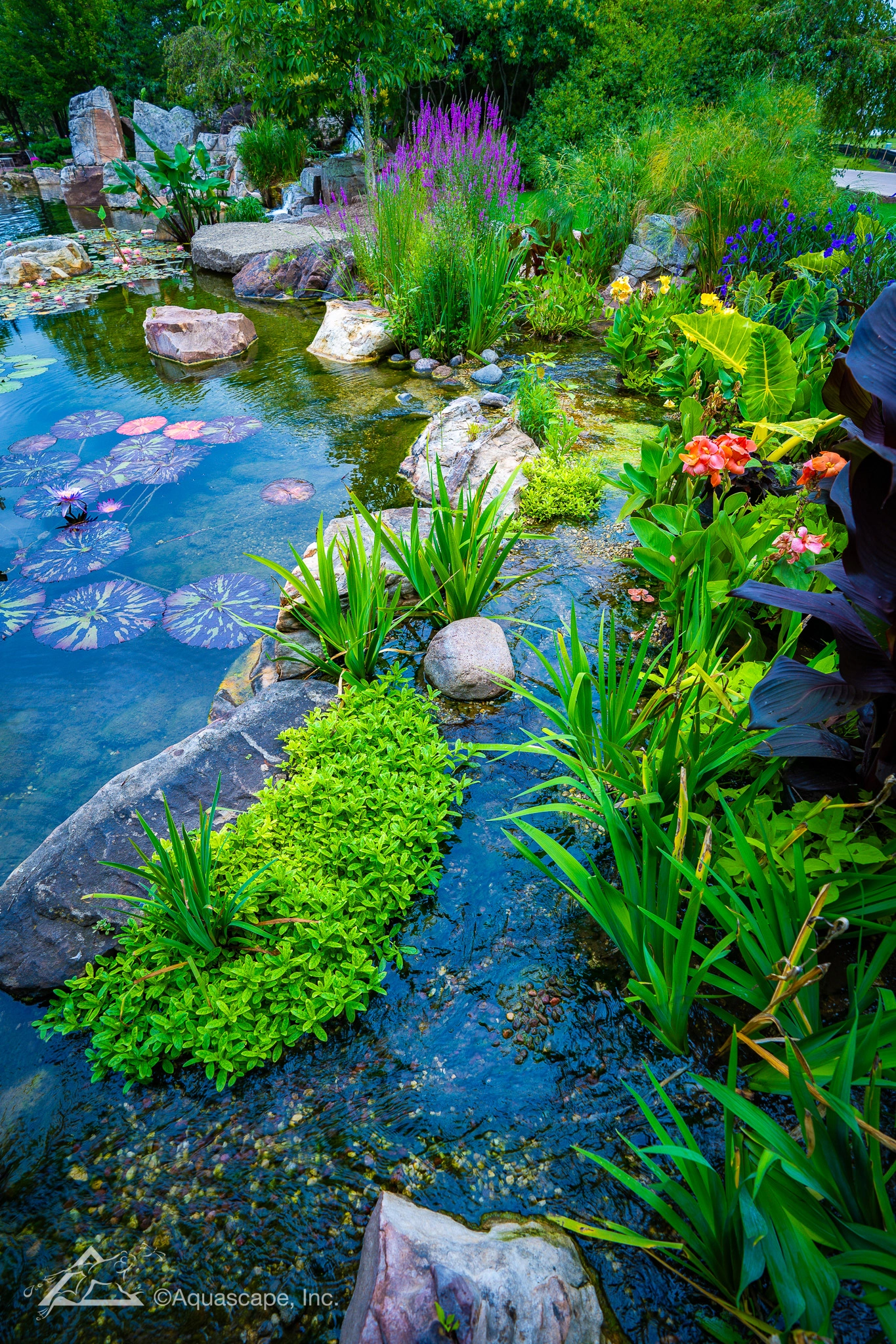 Colorful aquatic plants and water lilies in a Belle Plaine Minnesota pond