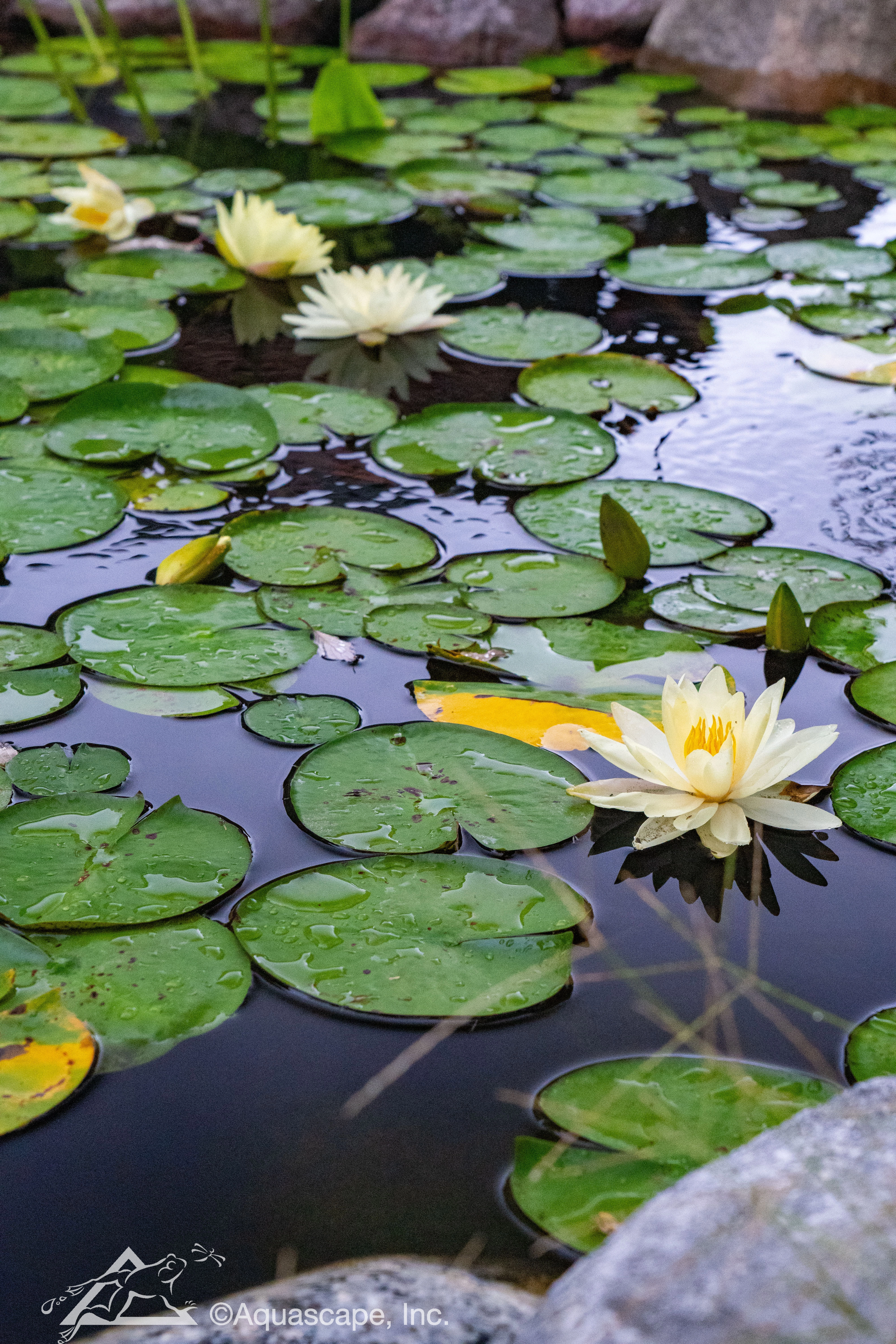 White water lilies floating on a Belle Plaine Minnesota pond