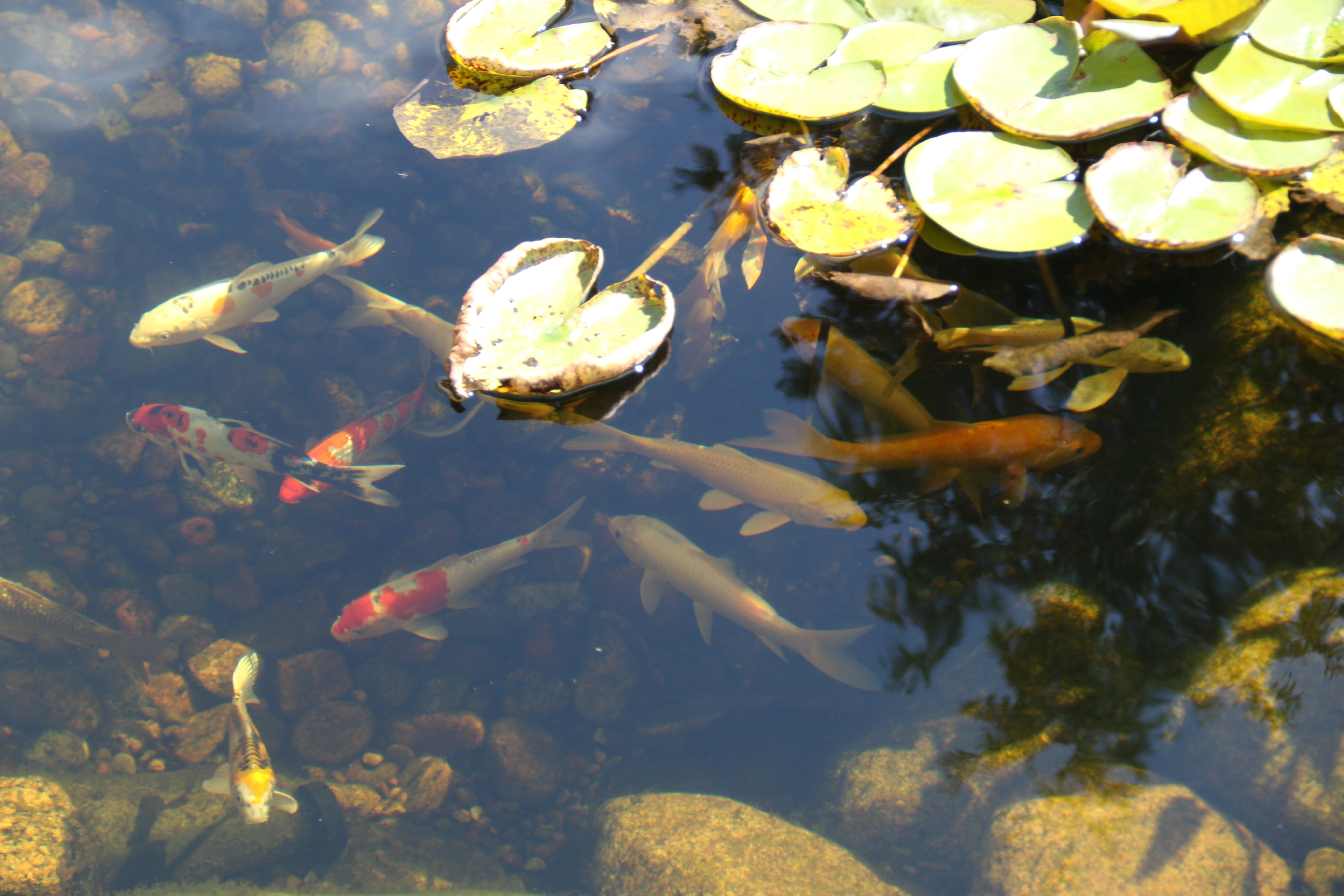 Koi fish swimming near lily pads in a Bloomington ecosystem pond