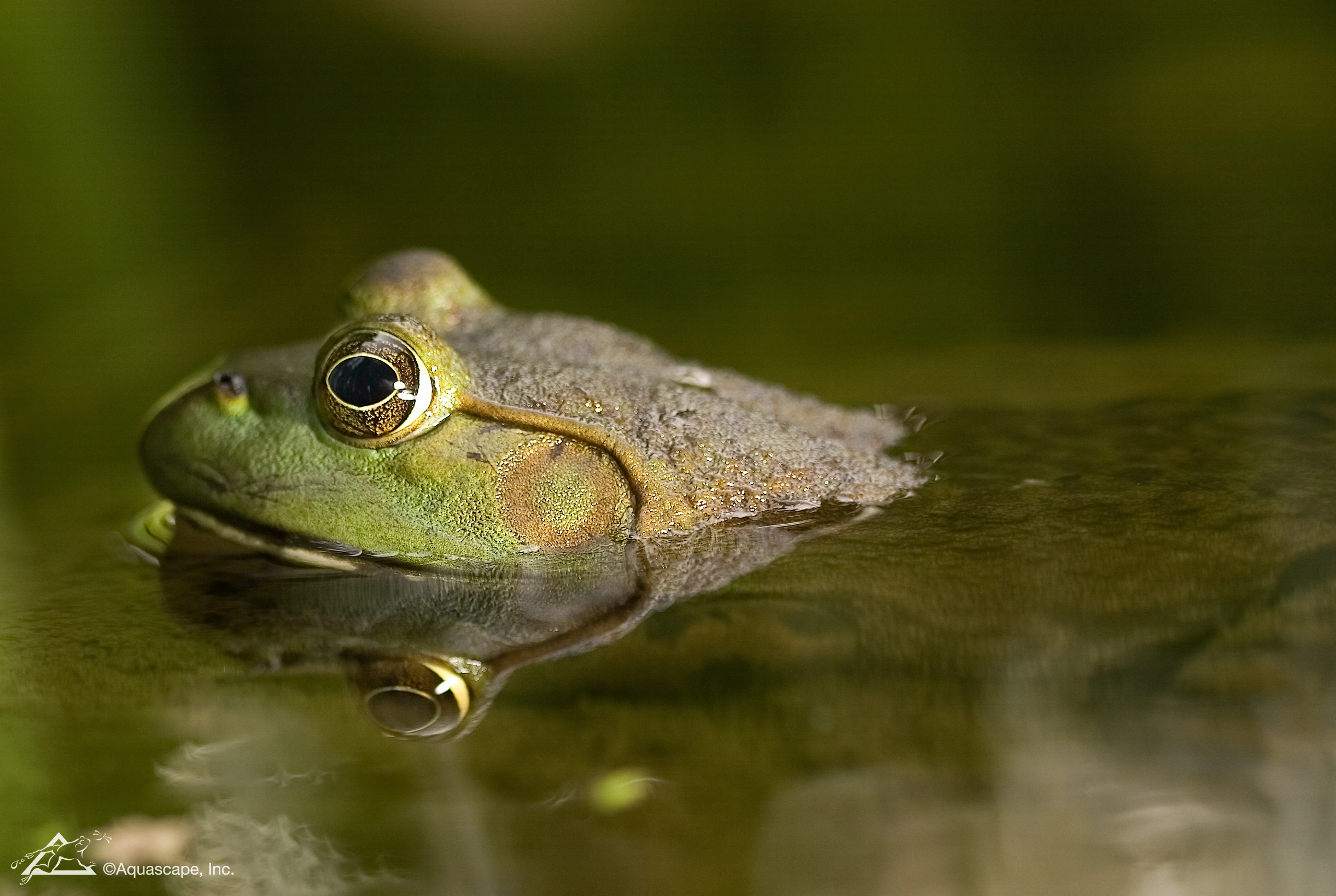 Frog resting in a backyard pond in Burnsville Minnesota