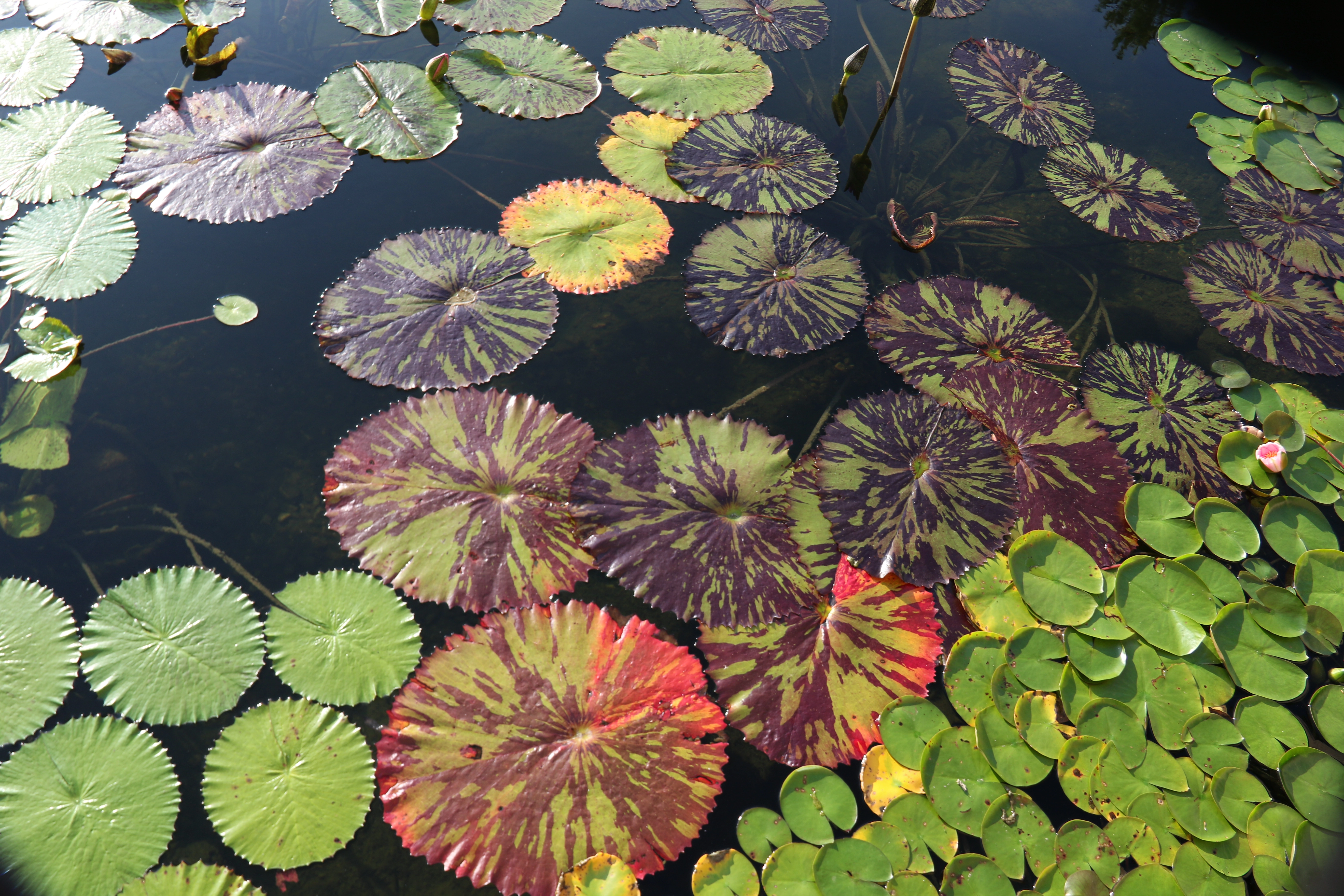 Premium water lilies in an ecosystem pond serving the Deephaven Minnesota area
