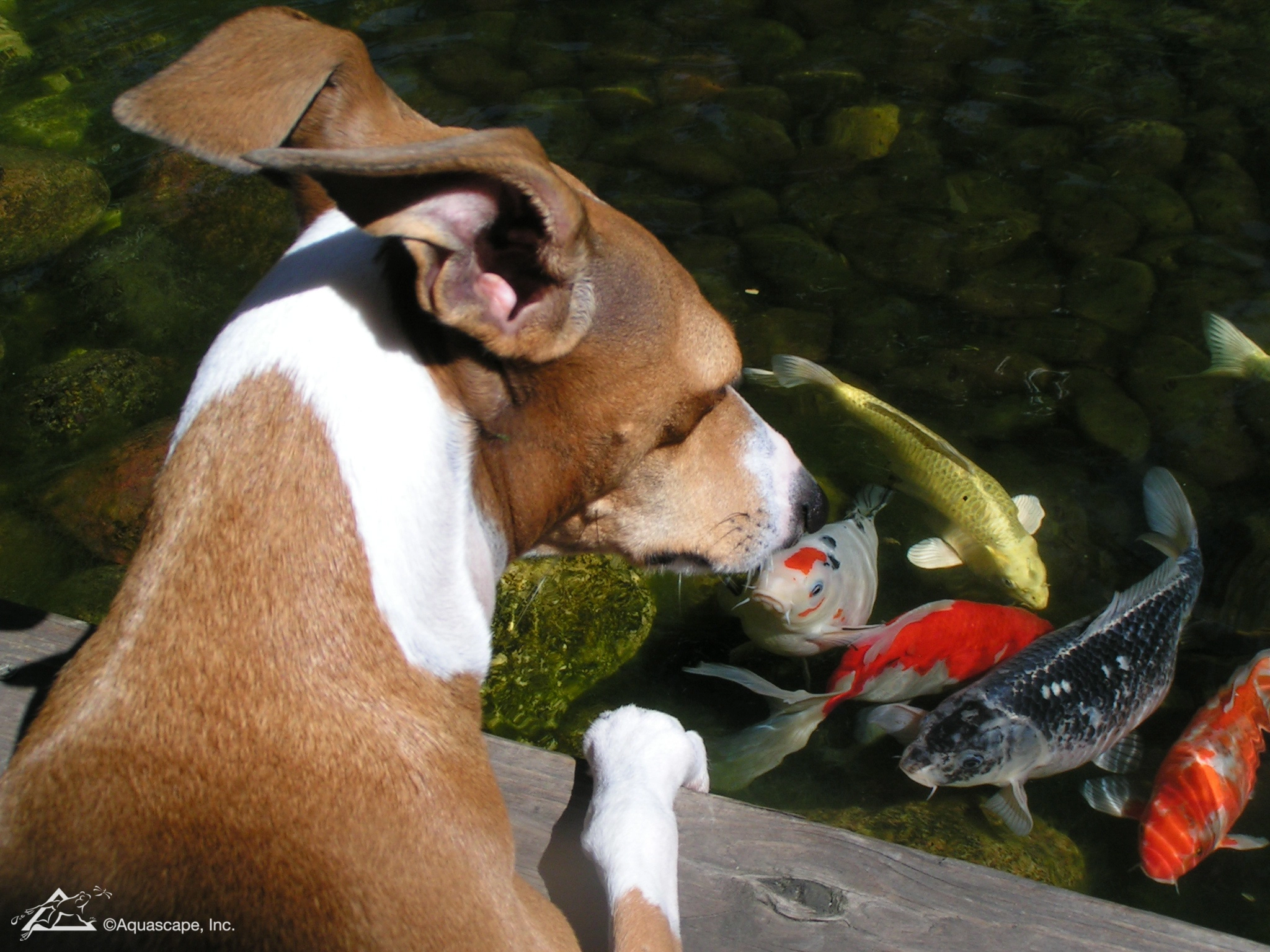 Dog looking into a backyard koi pond in Eagan Minnesota