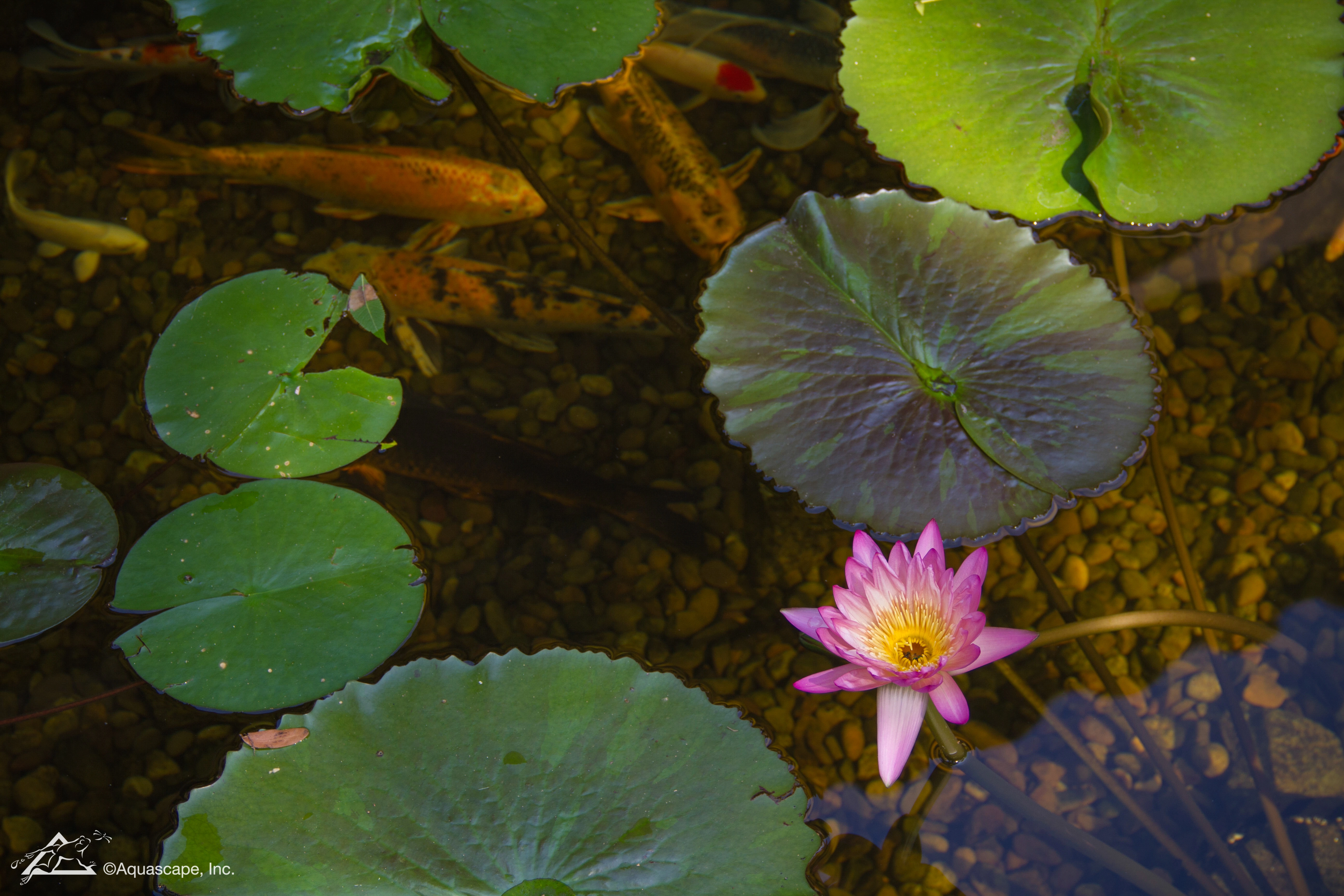 Blooming water lily in a Faribault Minnesota backyard pond