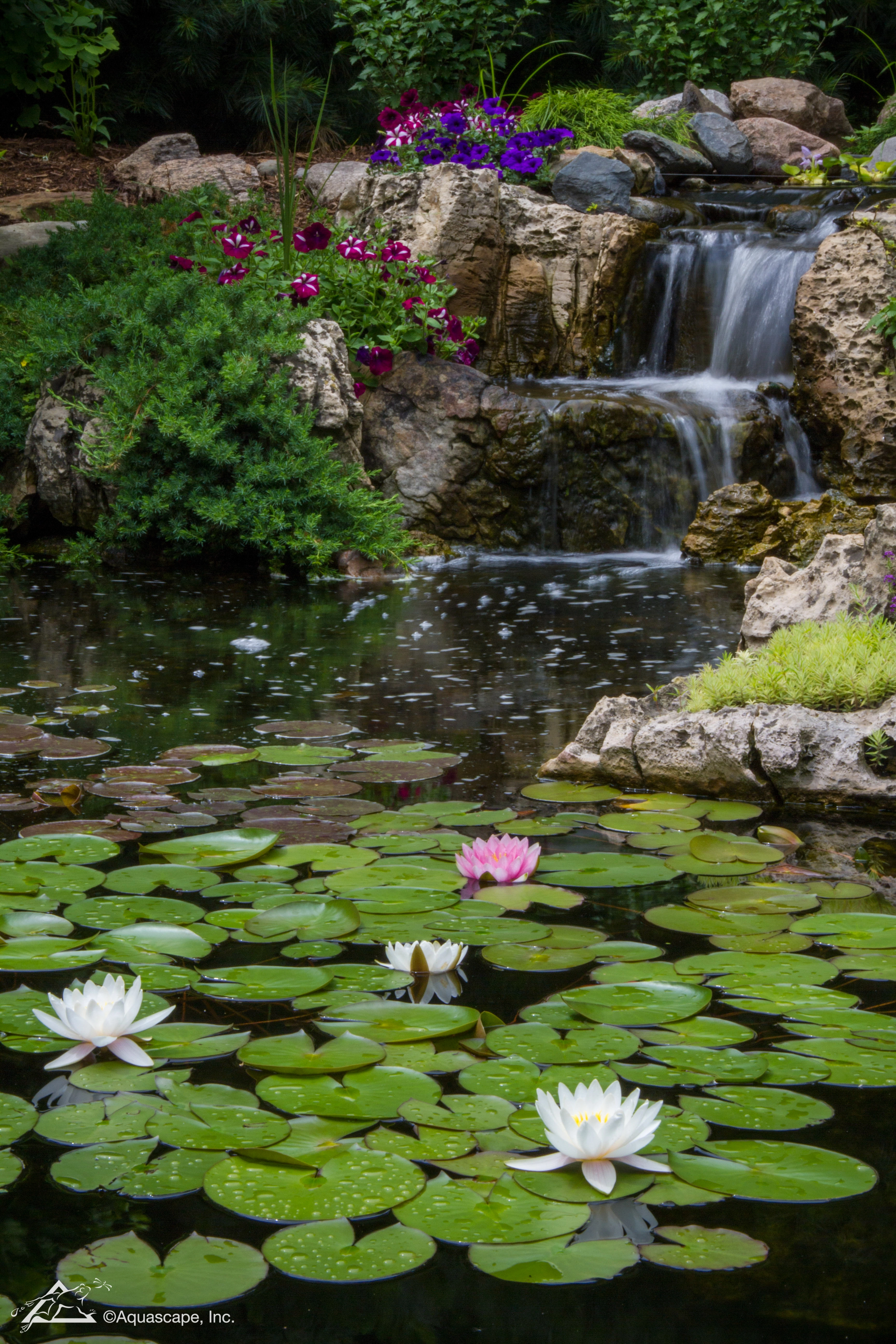 Aquatic plants and water lilies in a Faribault Minnesota ecosystem pond