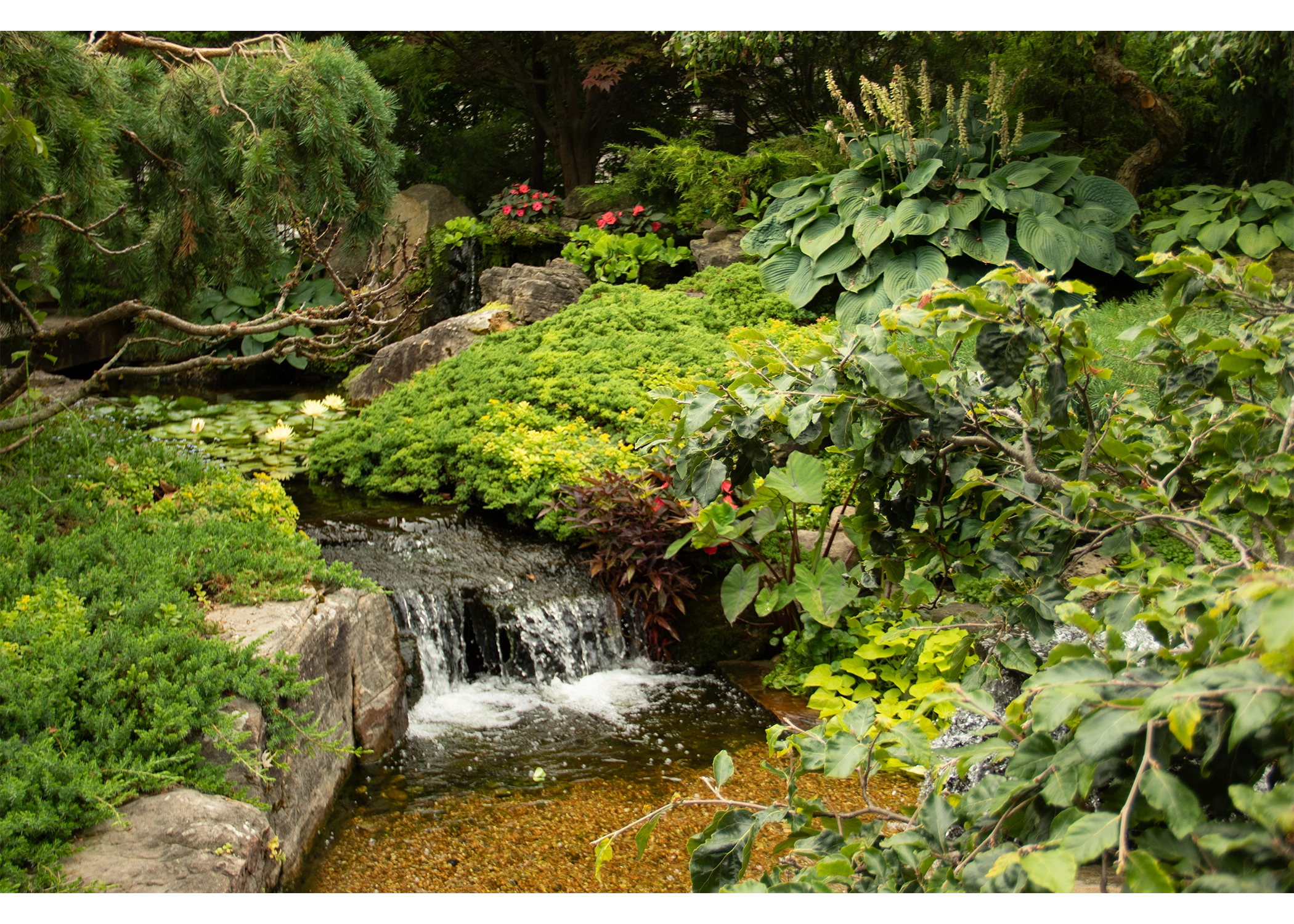 Natural backyard waterfall with aquatic plants in Hutchinson Minnesota