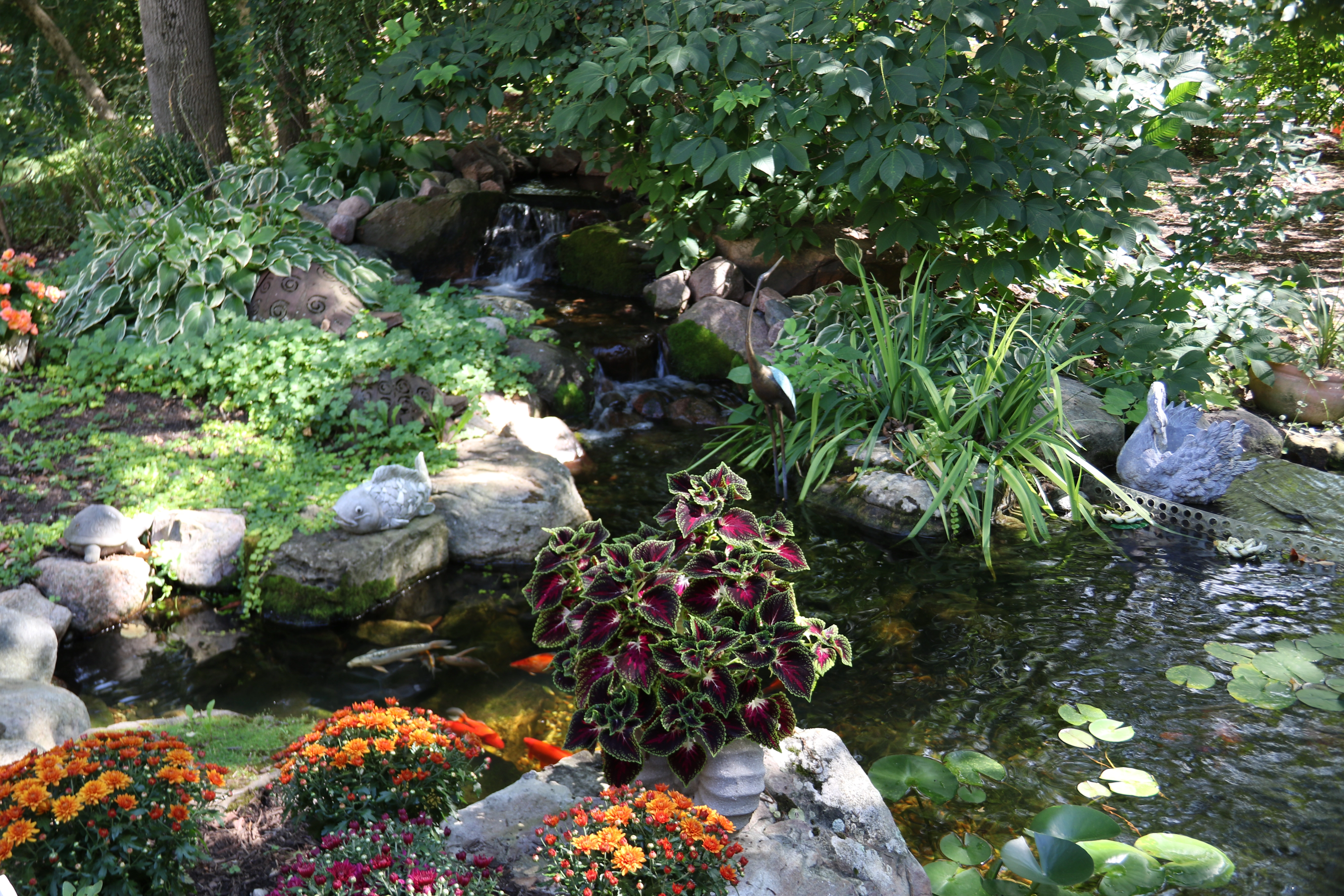 Backyard pond surrounded by hostas, groundcovers, shrubs, and natural stone
