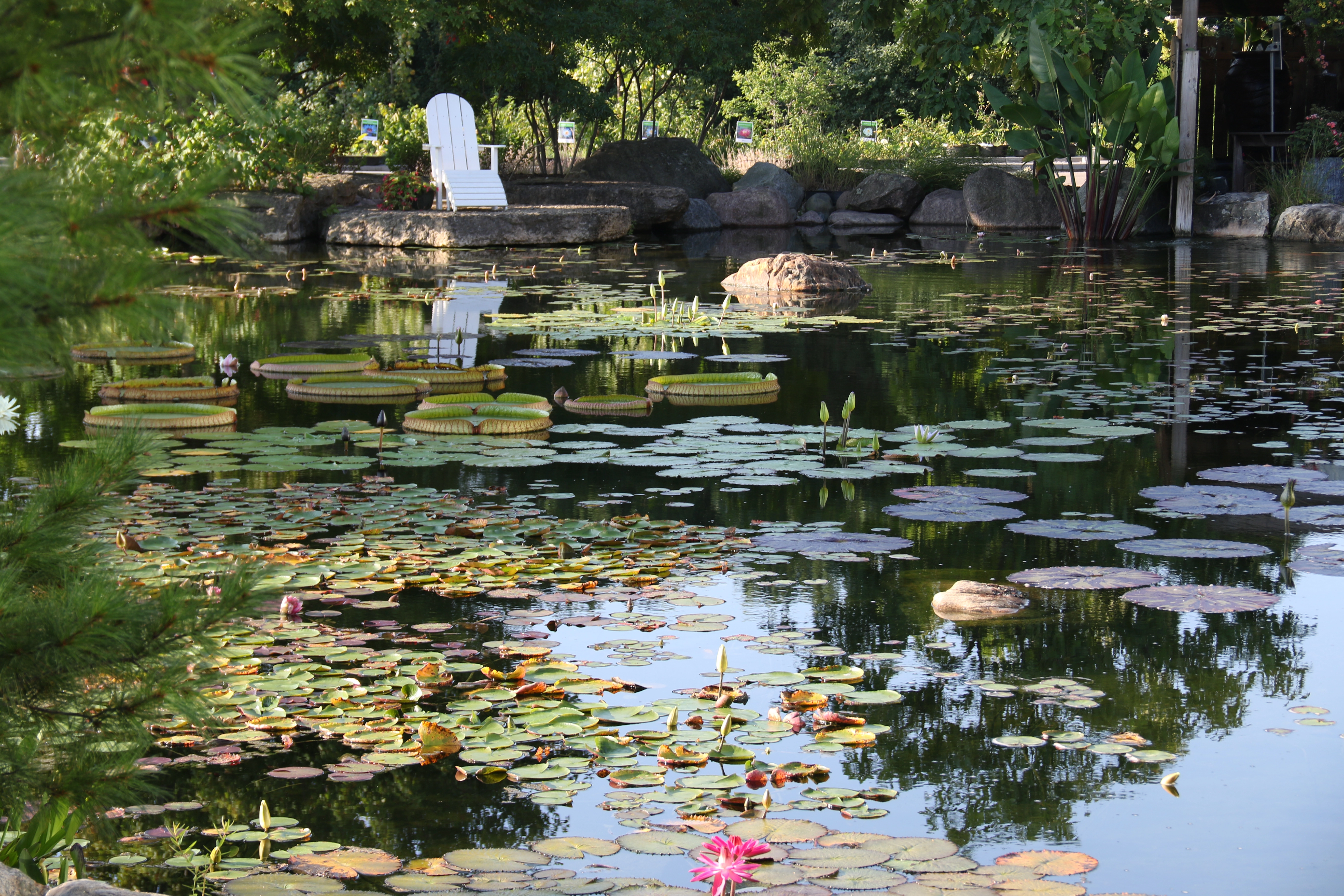 Ecosystem pond reflections in a Maple Grove Minnesota backyard