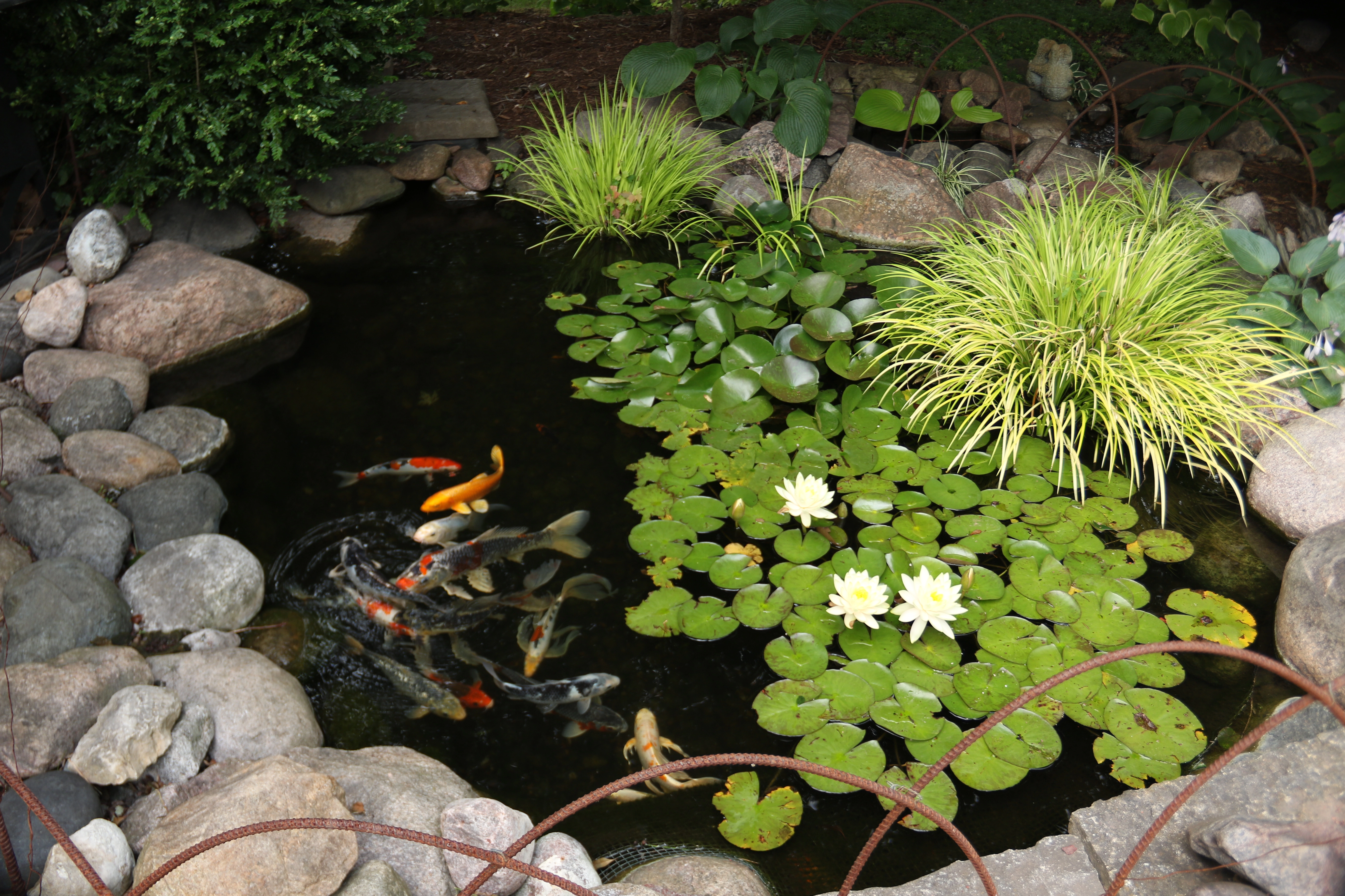 Healthy Minnesota ecosystem pond with fish, plants, and natural stone near Minnetonka