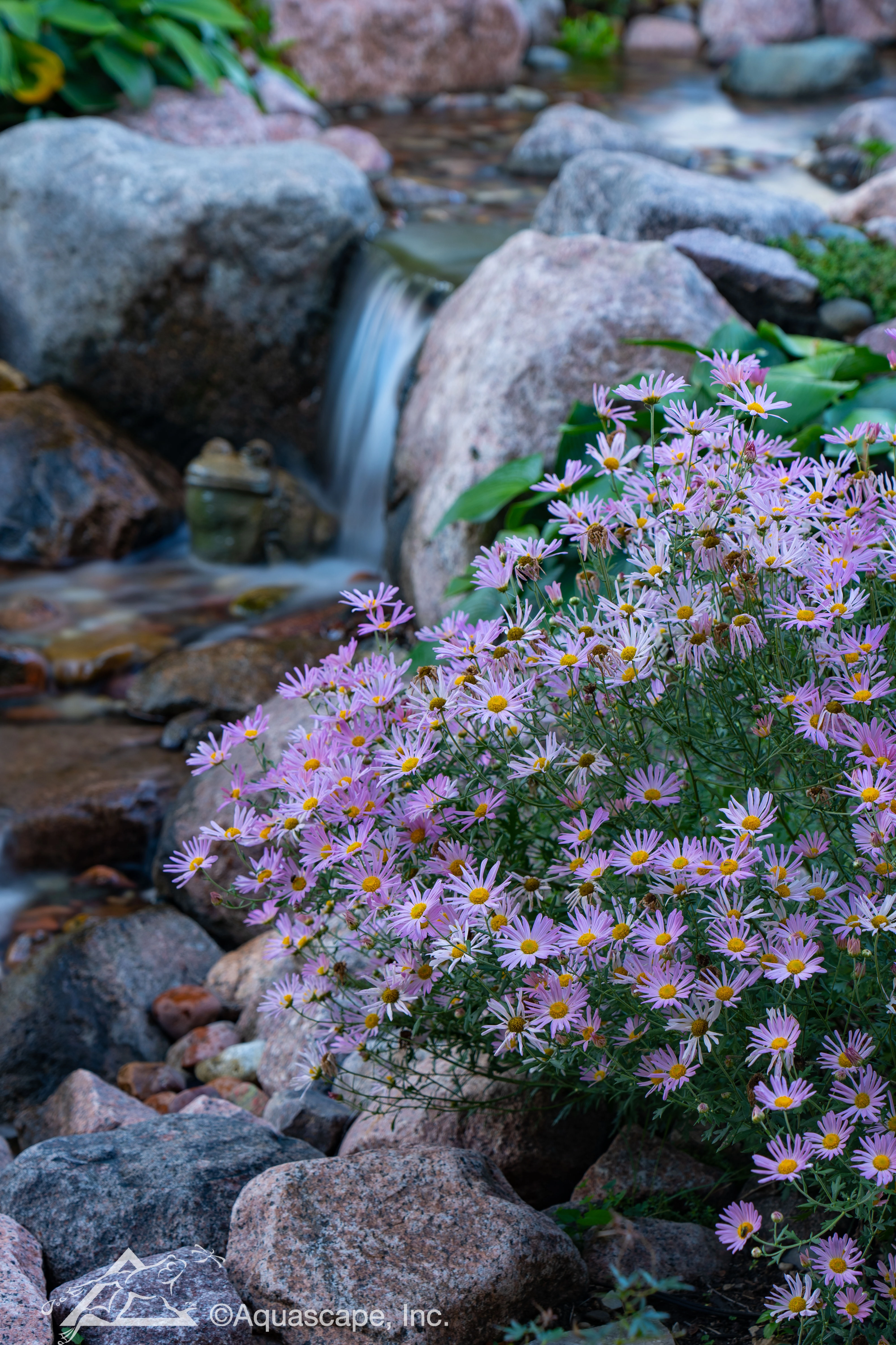 Marginal flowers and natural pond waterfall in Owatonna Minnesota