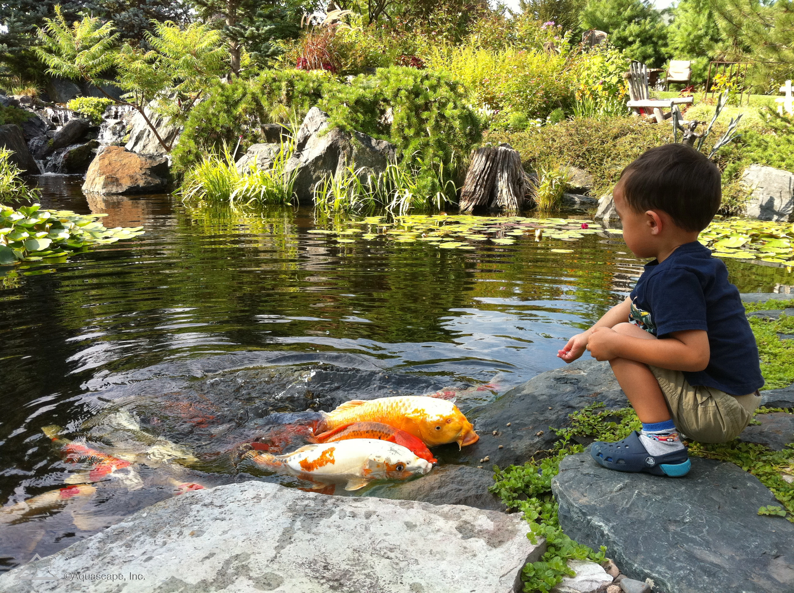Boy feeding hungry koi in a Plymouth Minnesota ecosystem pond