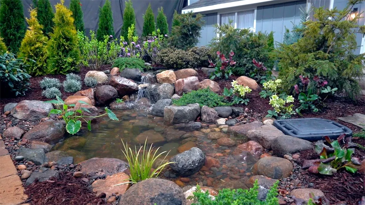 Finished backyard ecosystem pond after startup and final walkthrough