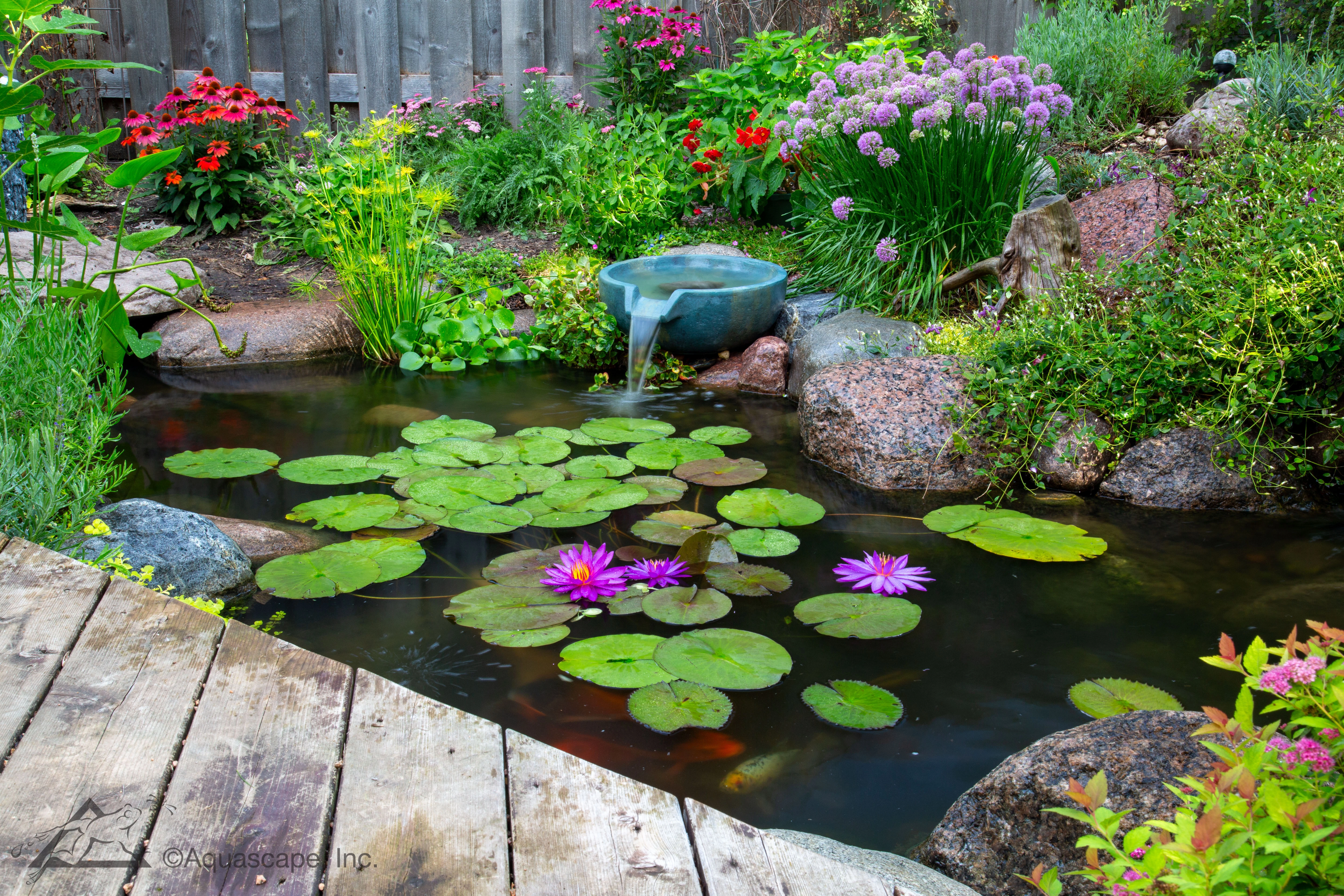 Beautiful professionally maintained ecosystem pond with healthy plants and clear water