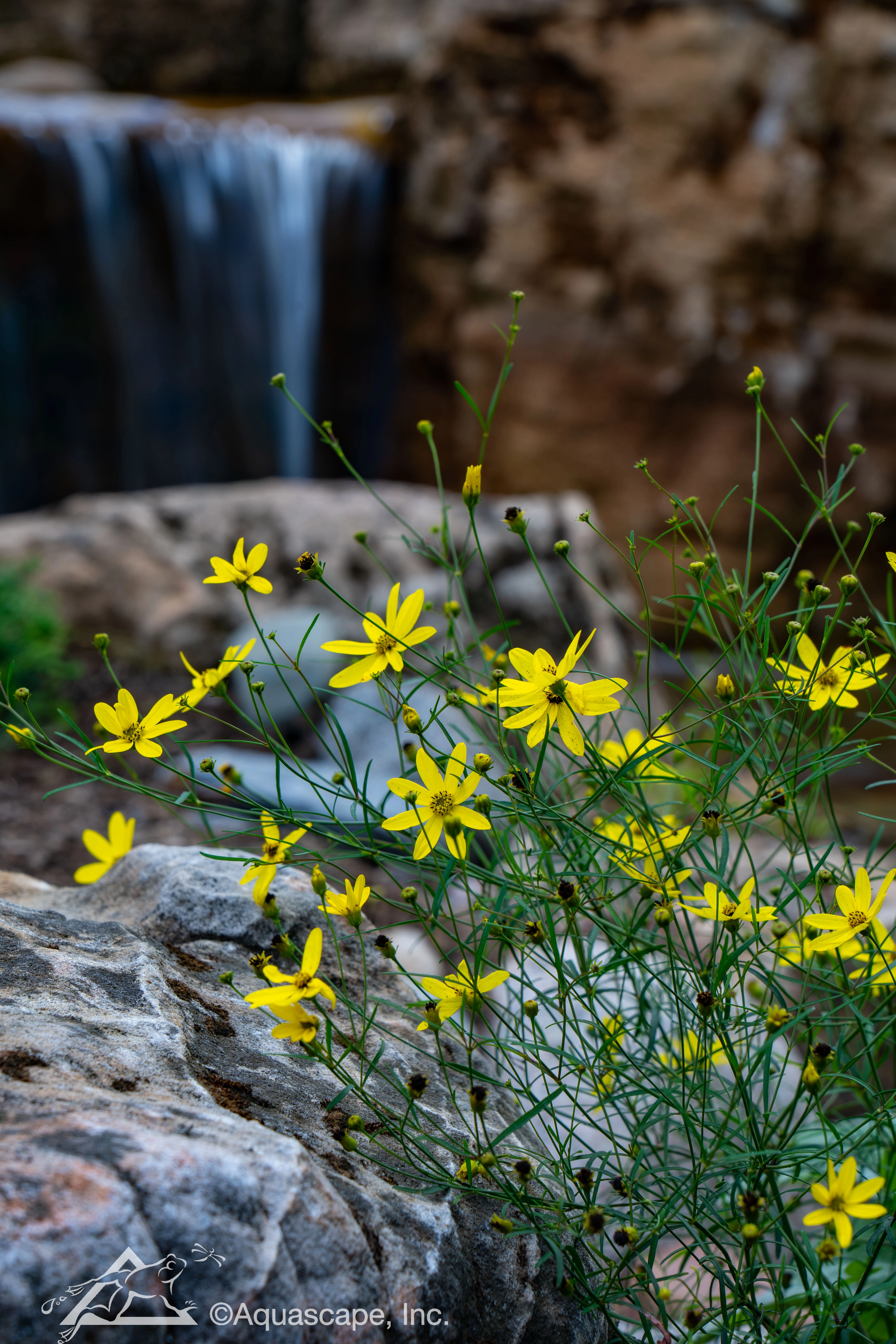 Yellow marginal flowers beside a waterfall in Redwood Falls Minnesota