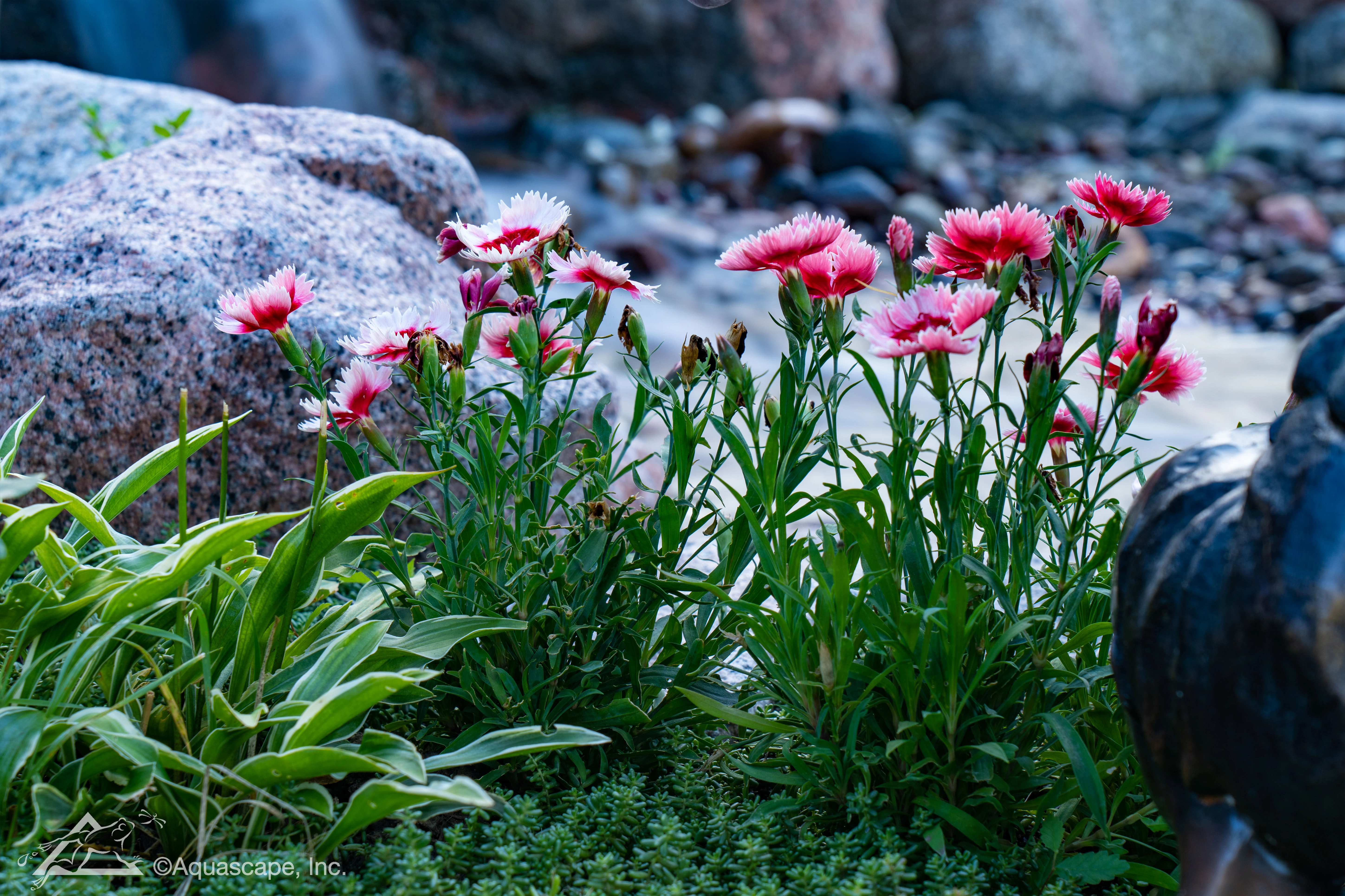 Pink flowers and marginal planting near a backyard water feature in Rosemount Minnesota