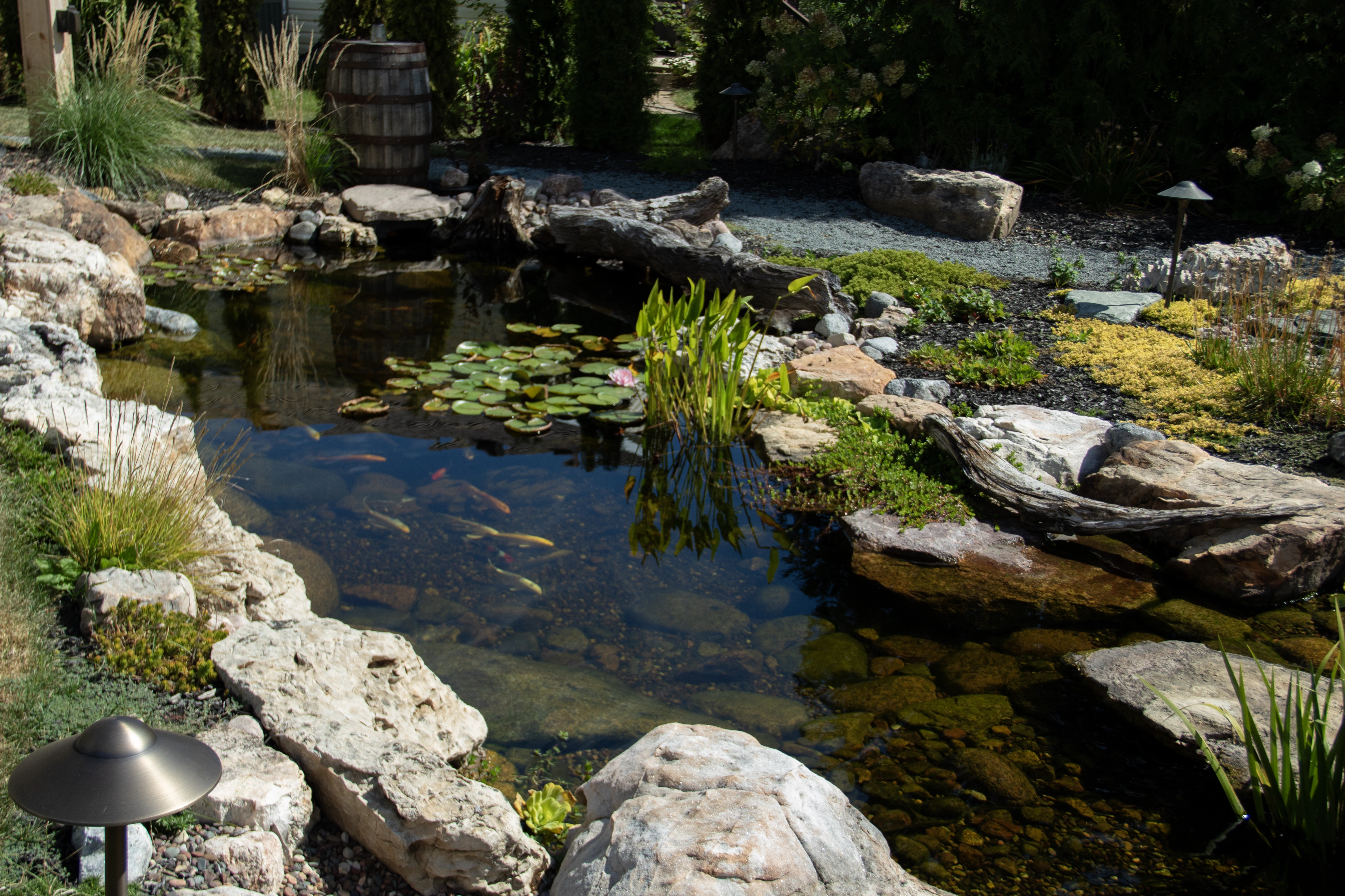 an ecosystem pond as seen on a pond tour in St. Charles, IL