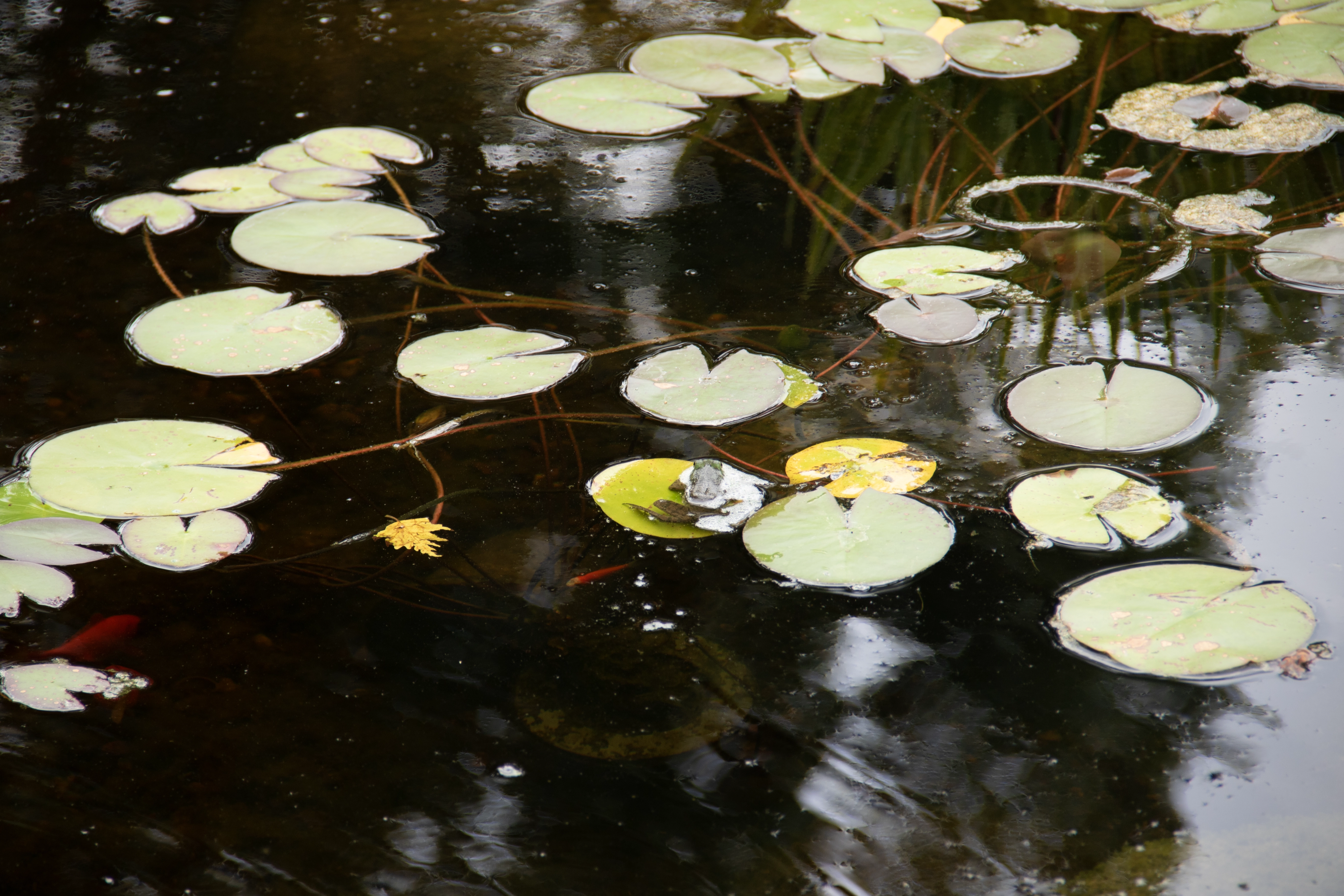 A frog resting on a lily pad in an Aquascape ecosystem pond