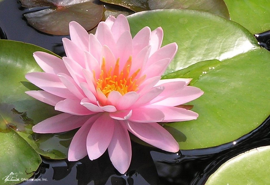 Pink water lily blooming in a St. Peter Minnesota ecosystem pond