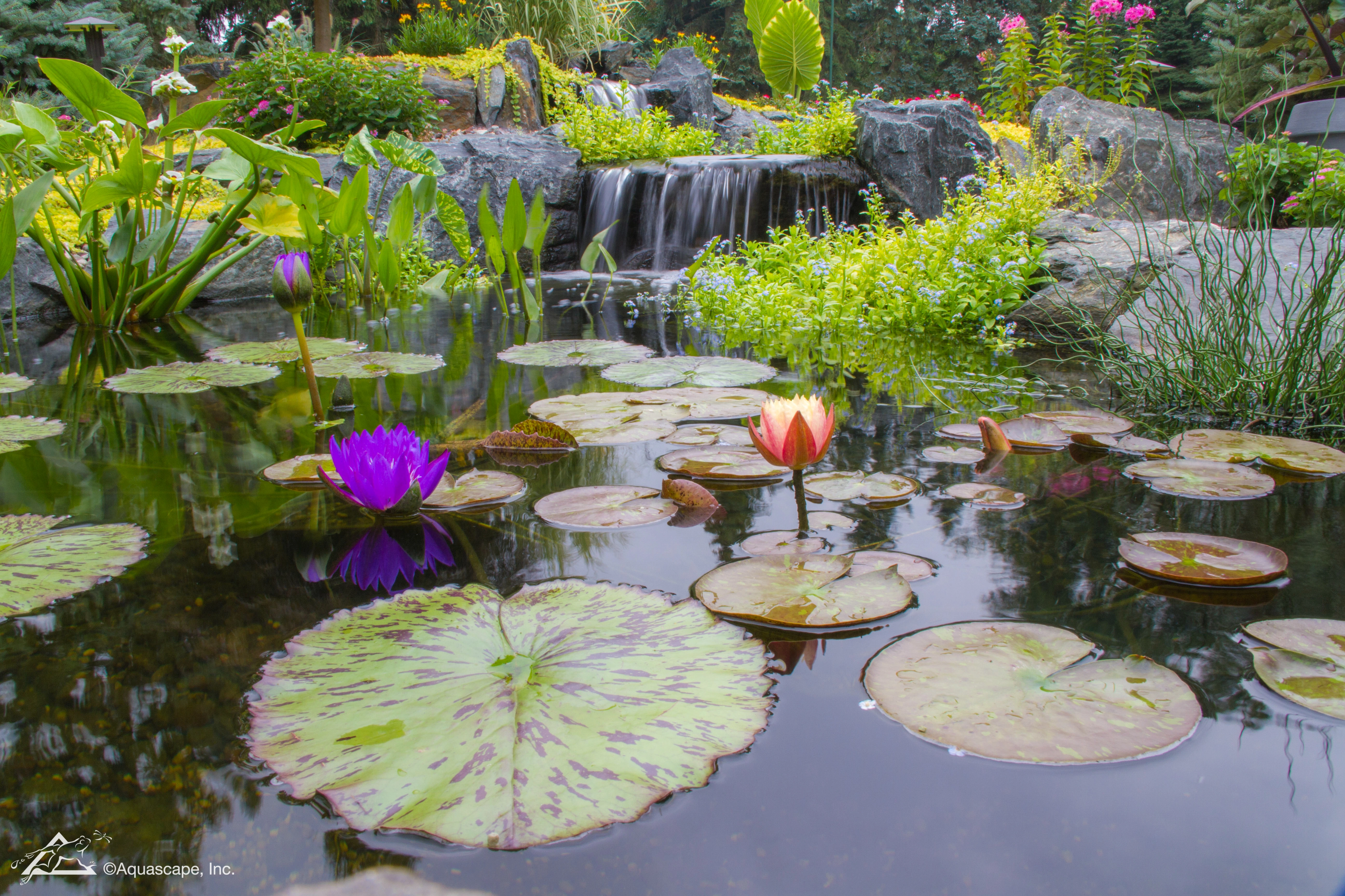 Water lilies and aquatic plants in a Stillwater Minnesota pond