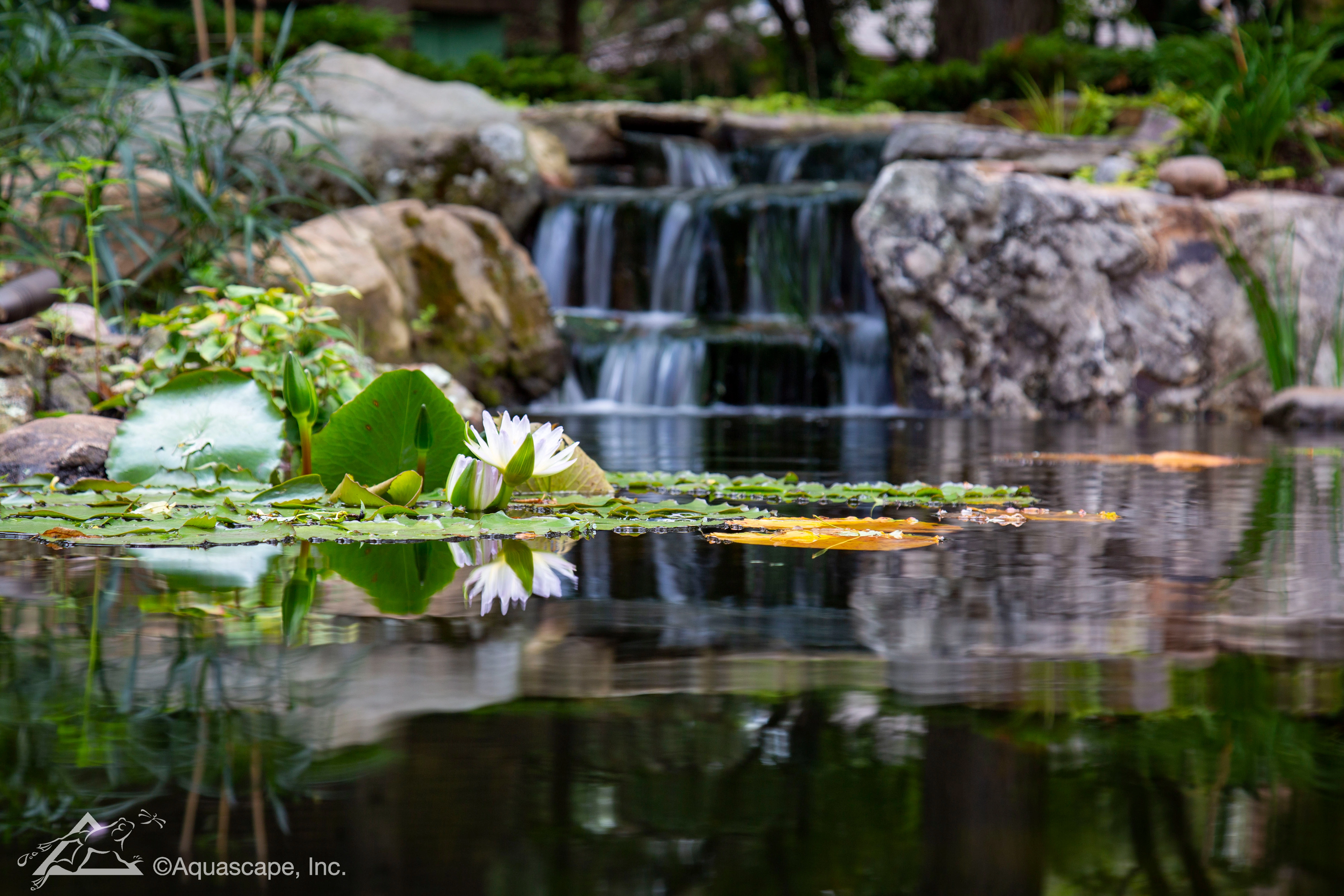 Pond waterfalls with water lilies for a Tonka Bay Minnesota backyard near Lake Minnetonka