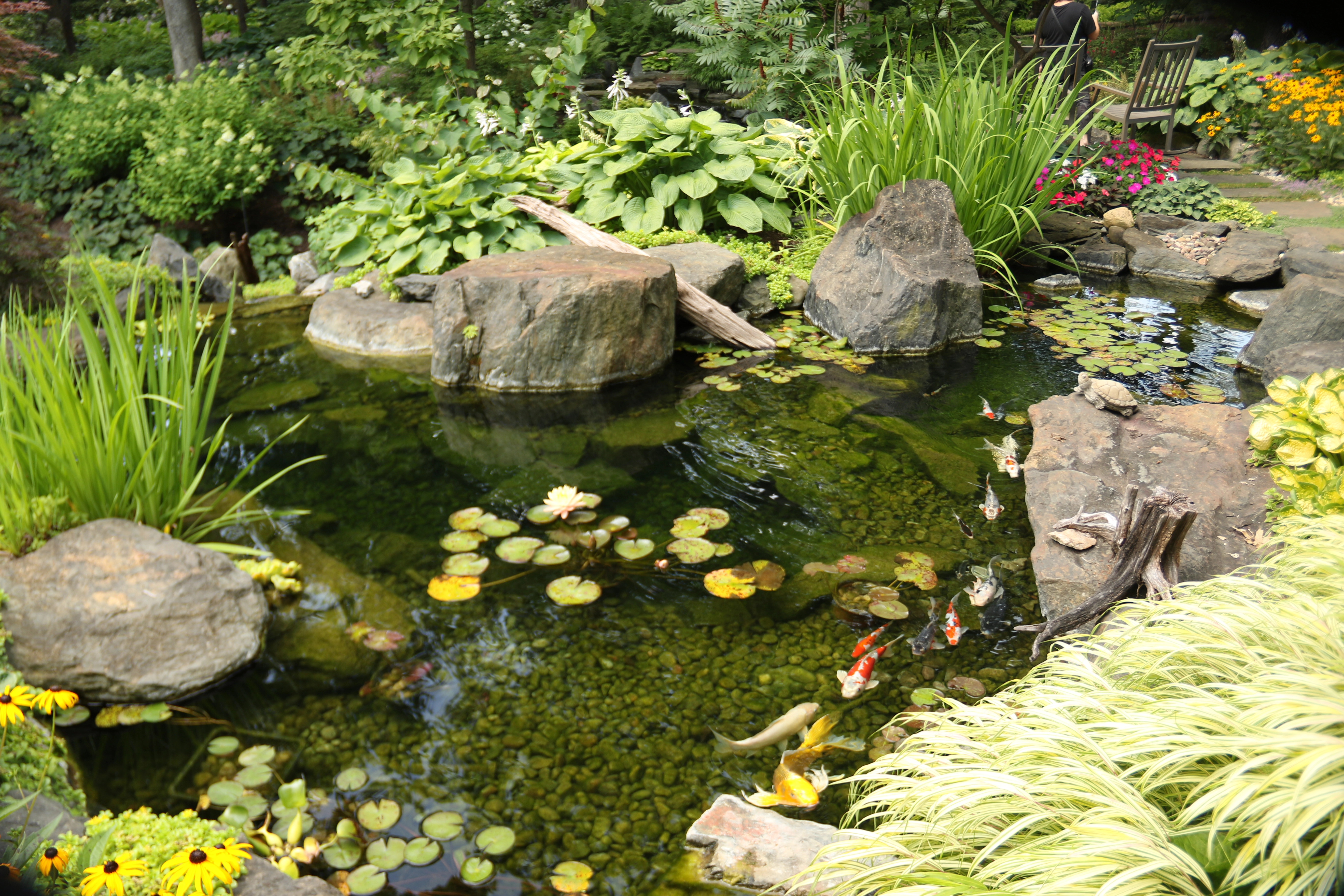 Crystal clear ecosystem pond with koi fish and aquatic plants in Minnesota