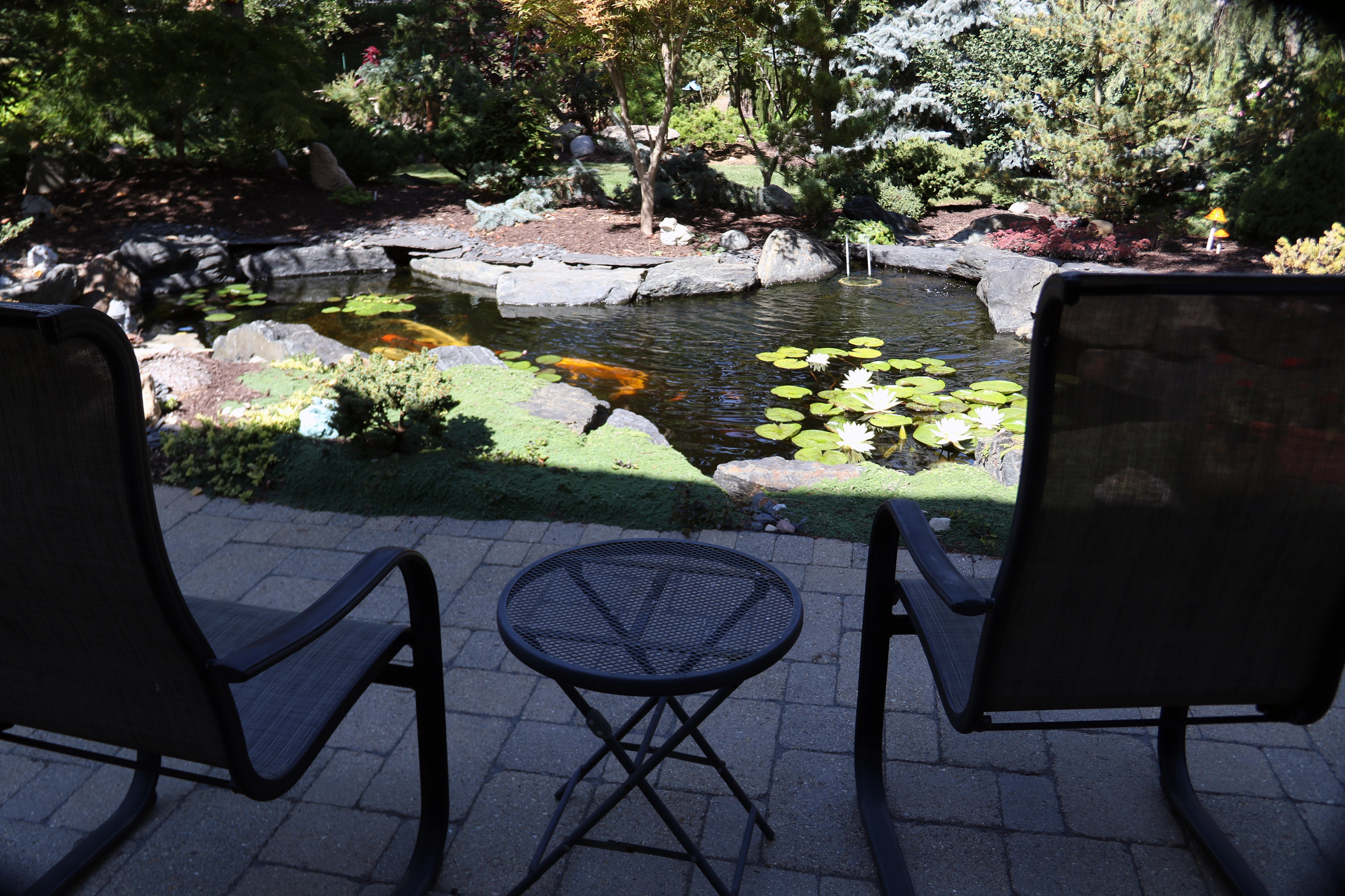 Homeowners relaxing near a backyard water feature designed for outdoor living