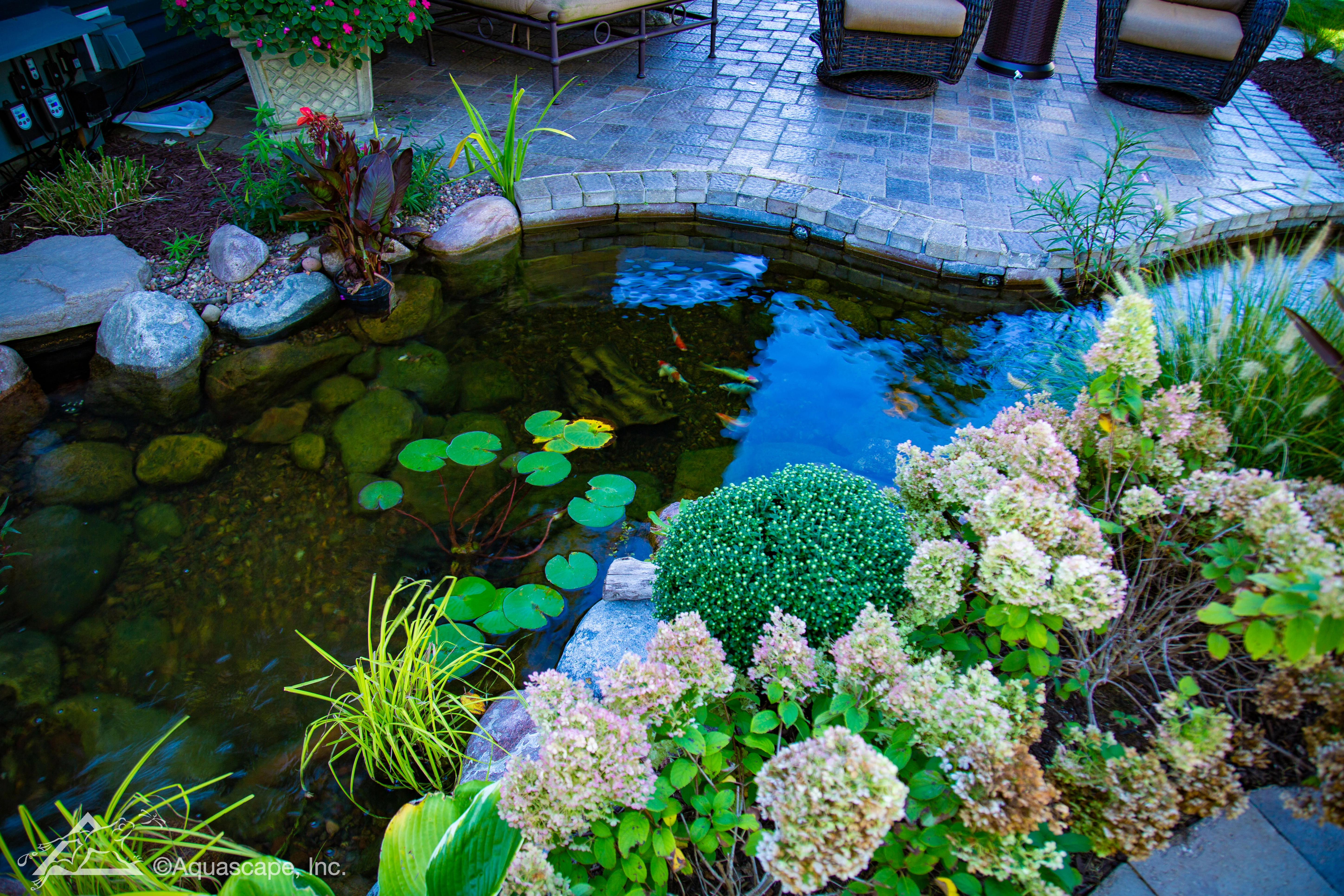 Premium pond edge detail with clear water, stonework, aquatic plants, and patio integration