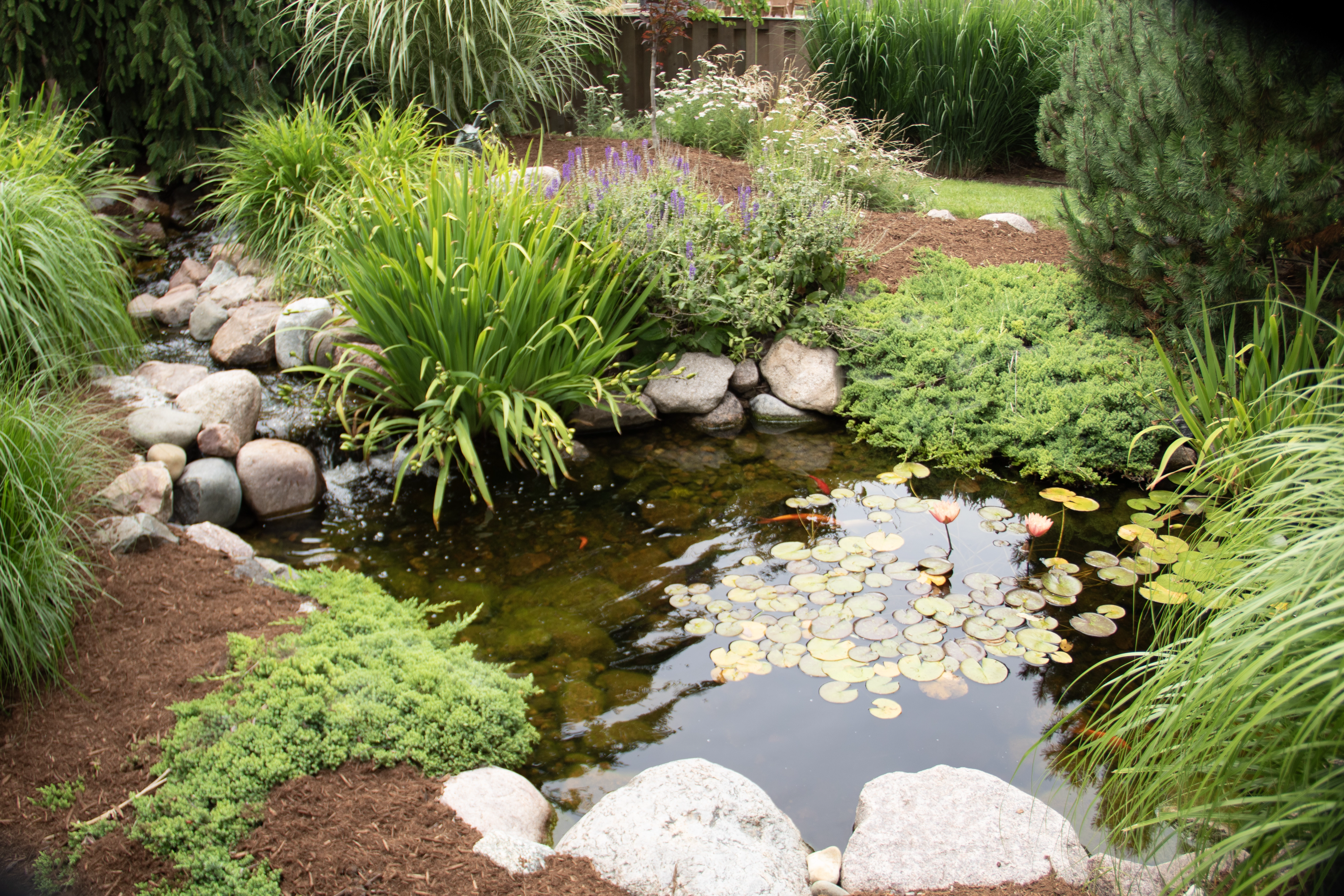 Ecosystem pond with waterfall, aquatic plants, and natural stone edging in a backyard landscape